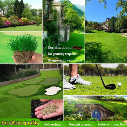 Four Seasons Evergreen Grass Seeds for Beautiful Grass – BUY 1 GET 1 FREE